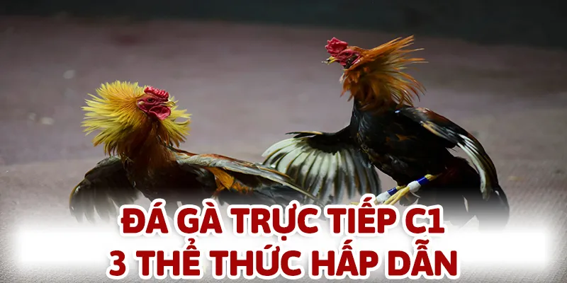 đá gà trực tiếp c1