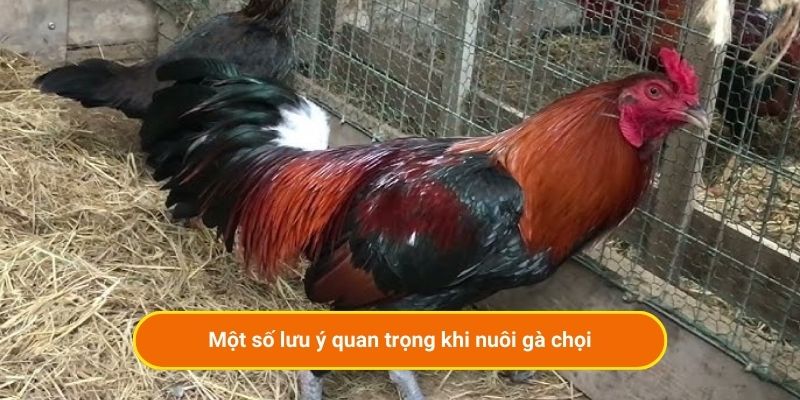 Một số lưu ý quan trọng khi nuôi gà chọi