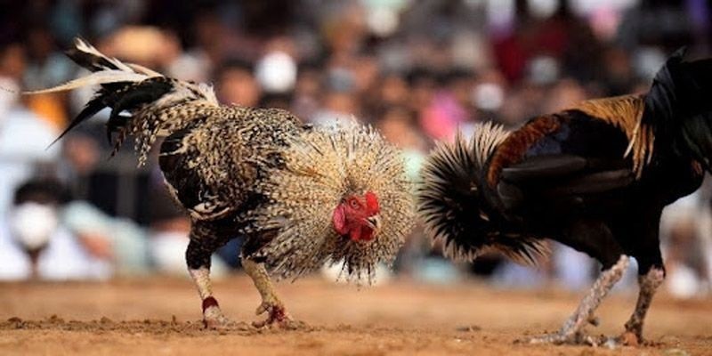 Các trận đấu đá gà diễn ra an toàn, hợp pháp với tính chuyên nghiệp cao
