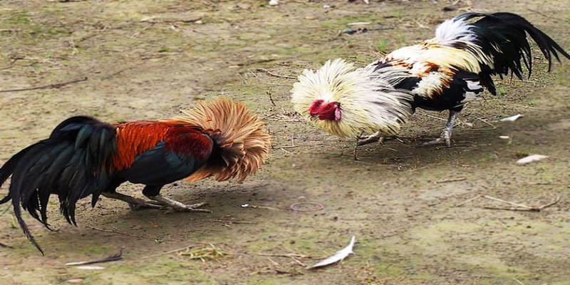 Đá gà tre là hình thức chơi được nhiều người yêu thích