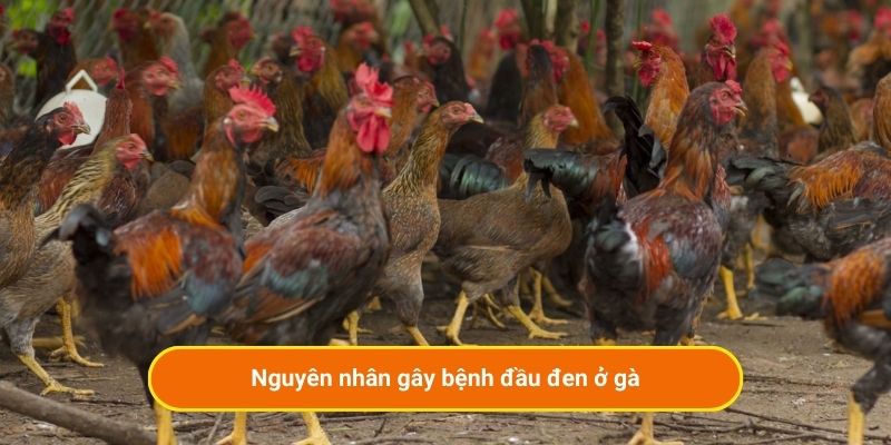 Nguyên nhân gây bệnh đầu đen ở gà