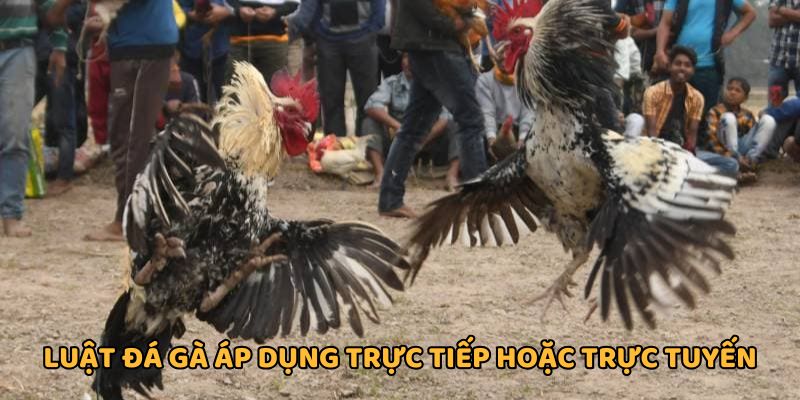 Hình thức đá gà trực tiếp, online đều hấp dẫn