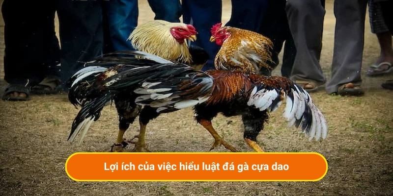 Lợi ích của việc hiểu luật đá gà cựa dao