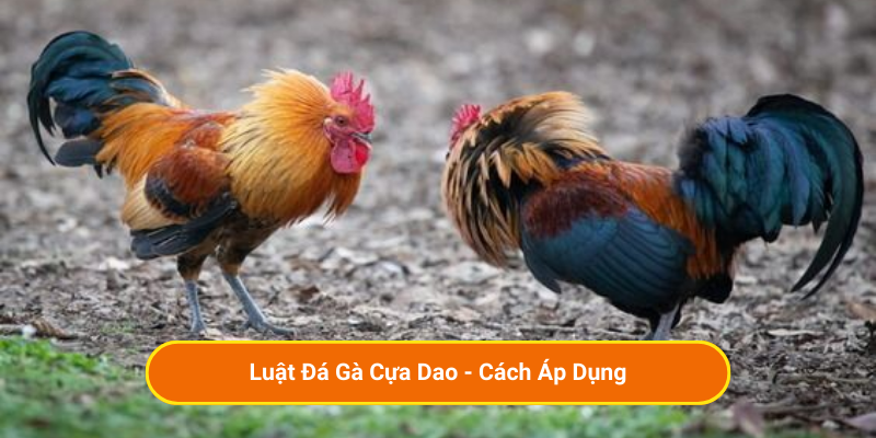 Luật Đá Gà Cựa Dao - Cách Áp Dụng