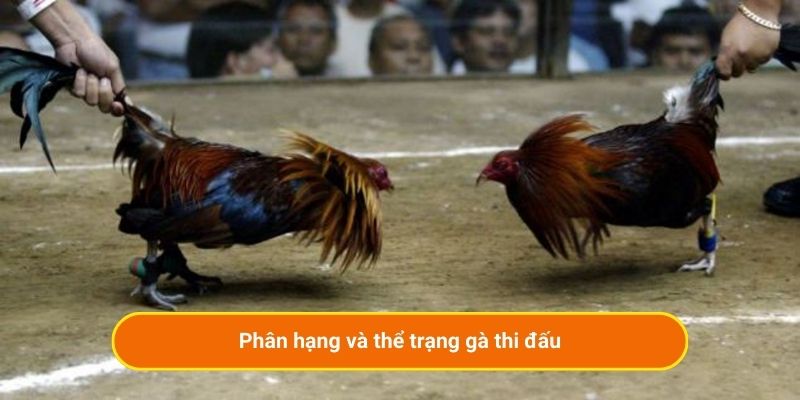 Phân hạng và thể trạng gà thi đấu