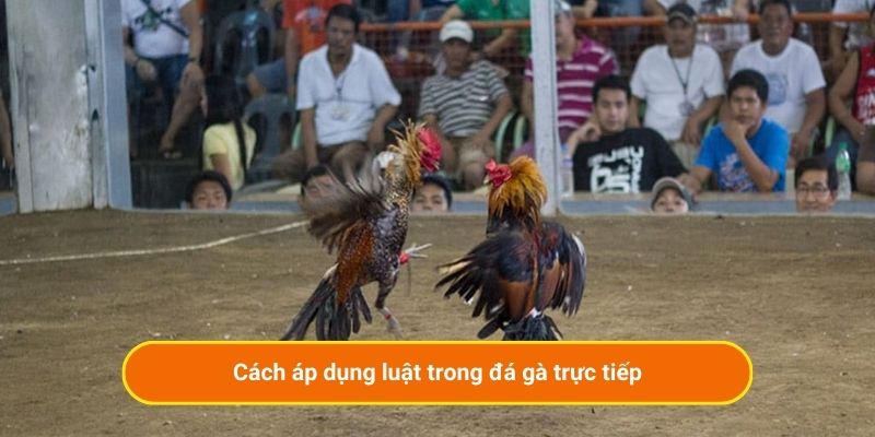 Cách áp dụng luật trong đá gà trực tiếp