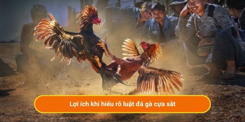 Lợi ích khi hiểu rõ luật đá gà cựa sắt