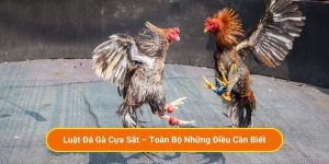 Luật Đá Gà Cựa Sắt – Toàn Bộ Những Điều Cần Biết