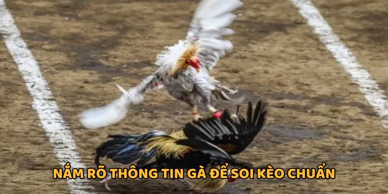 Nắm rõ thông tin về các giống gà thi đấu