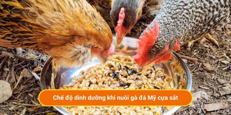 Chế độ dinh dưỡng khi nuôi gà đá Mỹ cựa sắt