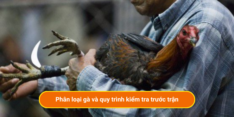 Phân loại gà và quy trình kiểm tra trước trận