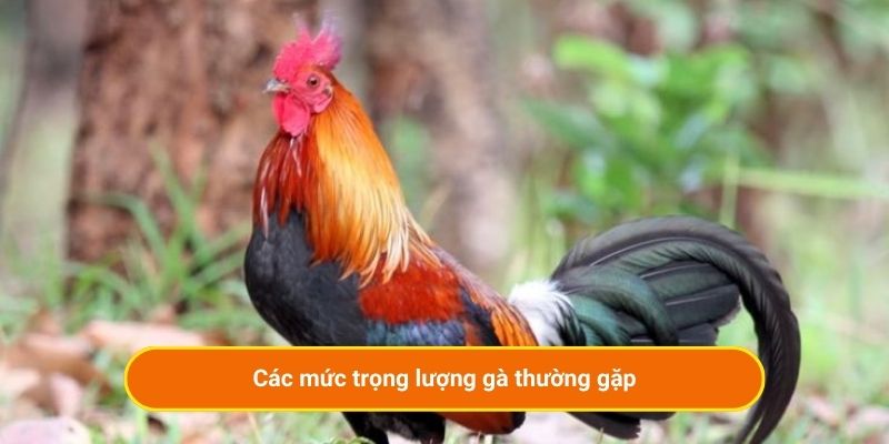 Các mức trọng lượng gà thường gặp