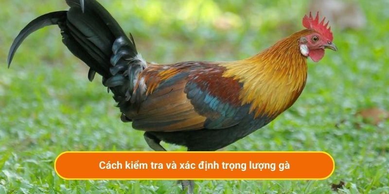 Cách kiểm tra và xác định trọng lượng gà