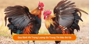 Quy Định Về Trọng Lượng Gà Trong Thi Đấu Đá Gà