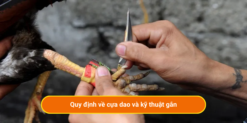 Quy định về cựa dao và kỹ thuật gắn