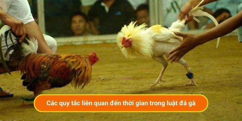 Các quy tắc liên quan đến thời gian trong luật đá gà