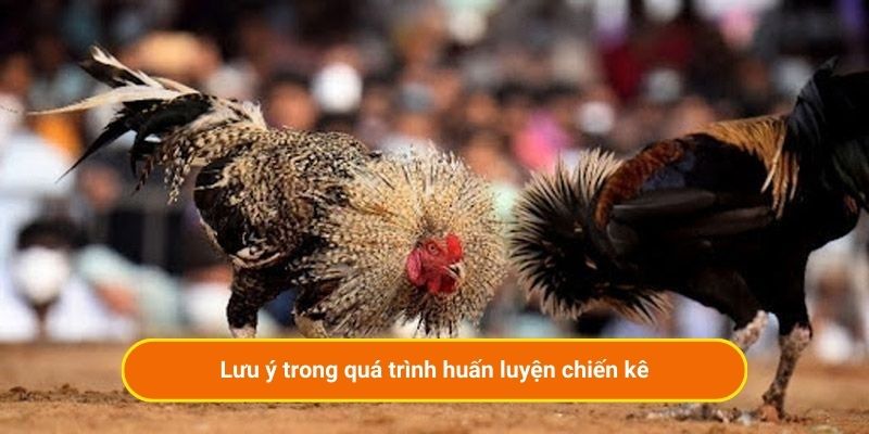 Lưu ý trong quá trình huấn luyện chiến kê