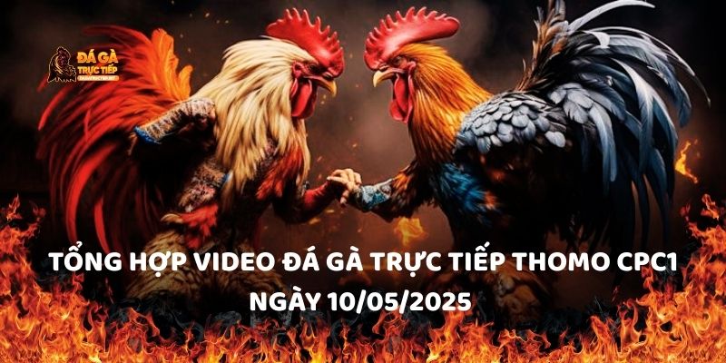 Tổng hợp video đá gà trực tiếp Thomo CPC1 ngày 10/05/2025